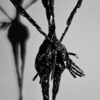 Parvus flosculus – Image 5