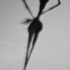 Parvus flosculus – Image 4