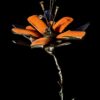 Ne pas cueillir la fleur – Image 3