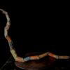 Crotalus (Serpent à sonnette) – Image 5