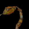 Crotalus (Serpent à sonnette) – Image 4