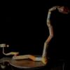 Crotalus (Serpent à sonnette) – Image 2