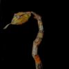 Crotalus (Serpent à sonnette) – Image 6