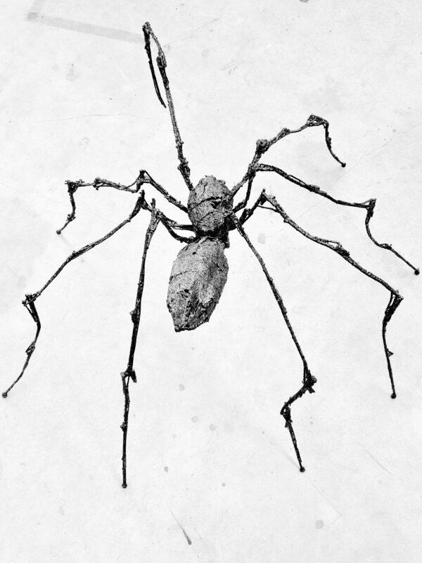 Timor araenarum – Image 4