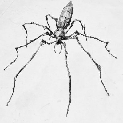 Timor araenarum